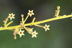 Sterculia urens